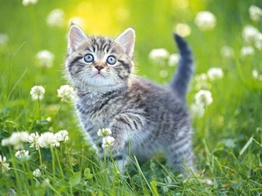 Meow Puzzle Mania