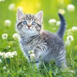 Meow Puzzle Mania